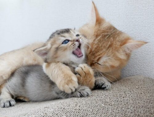Kitten Kiki has acquired biting skills