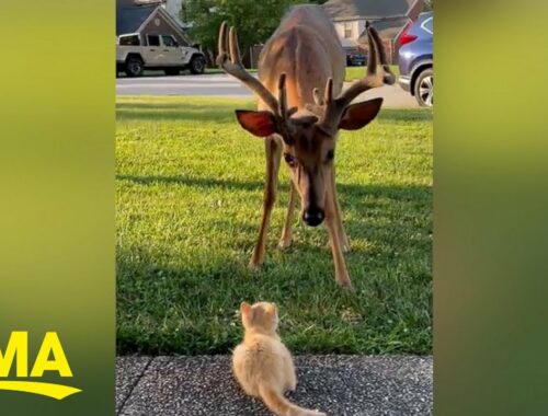 We’re here for this friendship between a kitten and a deer