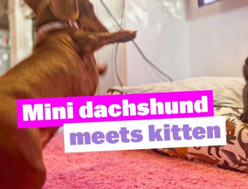 Mini Dachshund Meets Kitten for First Time