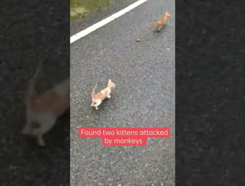 kittens attacked by monkeys