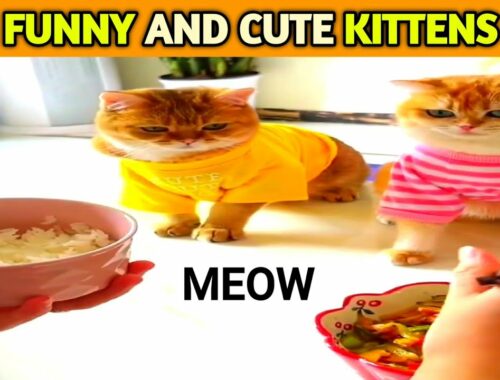 Funny and cute kittens l funny and cute cats life l funny cats shorts l #shorts l creator animals