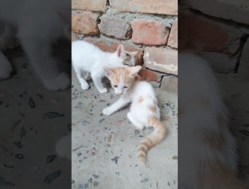 tow kittens brother are fighting together.. most viral video