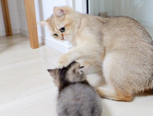 Mother cat's reaction when she found a kitten's prank