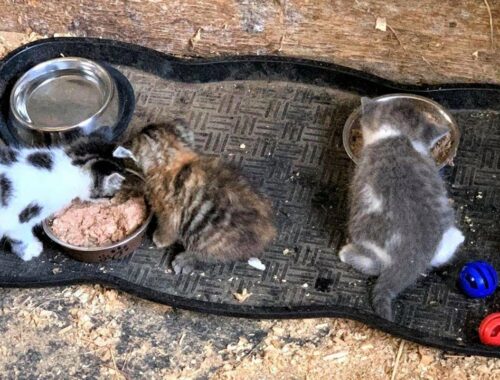 Kittens ran up to a family asked for food and care