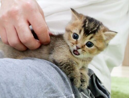 Kitten Kiki on owner's lap is cute