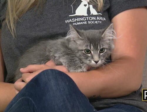 Pet Of The Week: Kittens from the Washington Area Humane Society