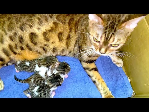 mother cat and her little kittens. we have joy - kittens were born #kittens