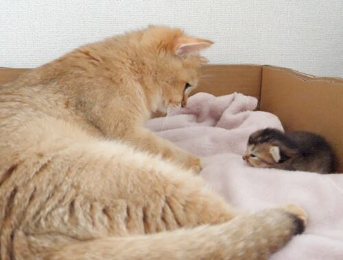 Mother cat notices that the kitten's eyes have opened...