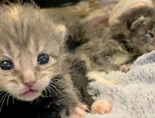 An Itty bitty orphaned kittens were rescued in serious condition. One of them doesn't have bum