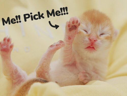Baby Kittens: "I'm NOT Ugly. Just Try to Be Funny......" | Golden Kittens