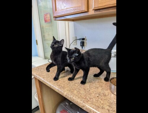 Kittens of the Week, Roger & Sally! 8/17/2022