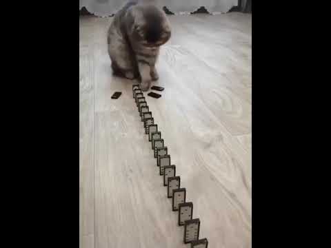 funny cat videos   cute cats   cute animals   funny cats   kittens cats meowing #shorts #funny cats