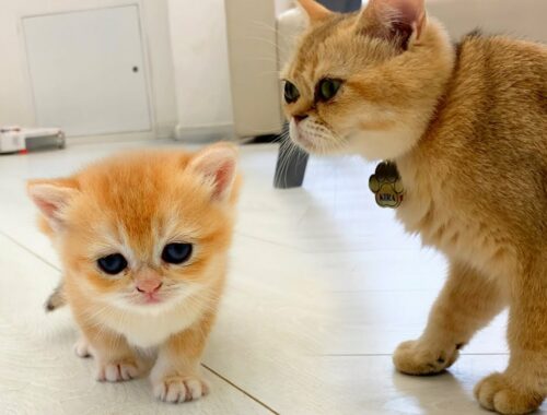 Mother cat teaches baby kitten to walk with her meow and voice
