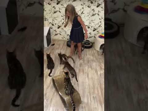 Girl playing with bengal kittens