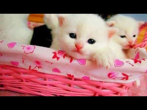 Cute Persian kittens playing #cutecat #catkittens #catfunny #catvideos