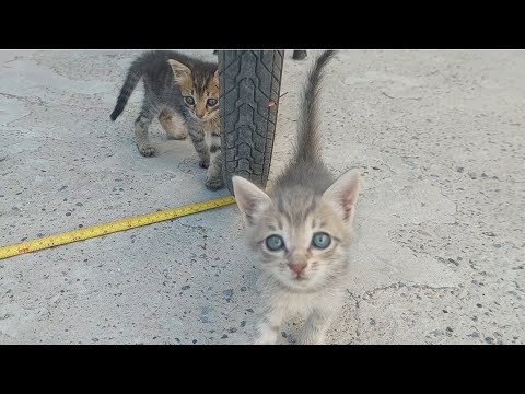 Kittens Are Traveling Everywhere to Explore.