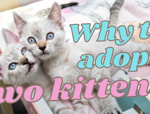 Two Kittens Are Better Than One (Why to Adopt a Pair!)
