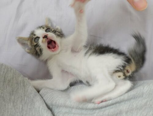 A Baby Kitten's Cute Reaction When I Try to Tickle Him