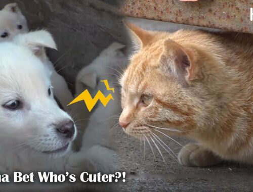 Cute Pups And Kittens Compete To Become Grandma's Favorite (Part 1) | Kritter Klub