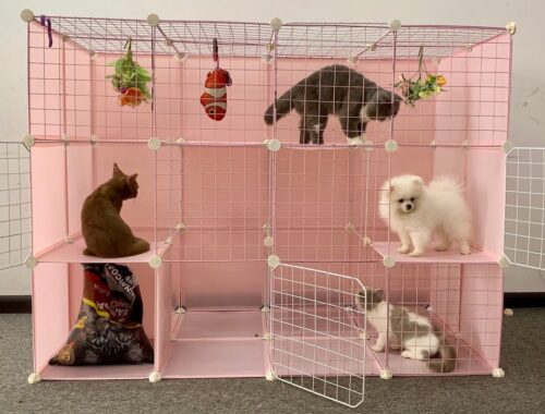 DIY Prefab House Install for Pomeranian Poodle puppies & New kitten - Building House Fun Dog Video
