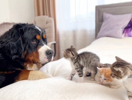 Big Dog Meets Tiny Kittens [Cuteness Overload]