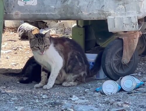 About 39 c and the mother with her 3 kittens are in the rubbish. But they will come with me today