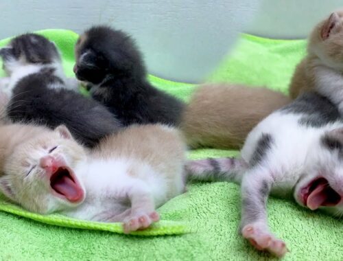 Cute little kittens yawning before sleeping