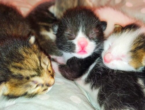 The rescued newborn kittens are waiting for their mom to finish its meal for breastfeeding them