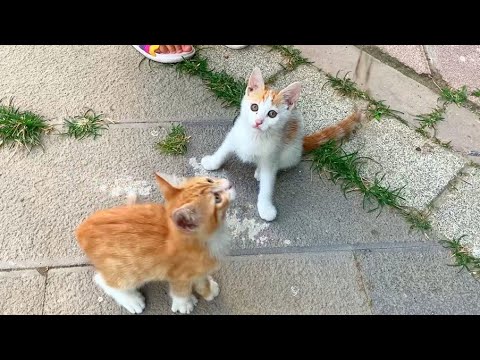 Kittens living on the street play incredibly cute games