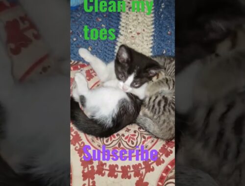 suzie cleaning her toes lol so cute..subscribe #kittens #animals #Cats #Kitties #Shorts