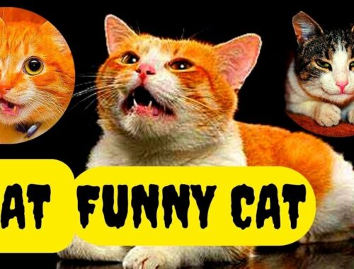 Funny Cats and Kittens Meowing Compilation meow #shorts #viralvideo #viralshorts #catlover#funny