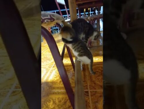 Funny kittens trying to catch each other's tails   #shorts #cats