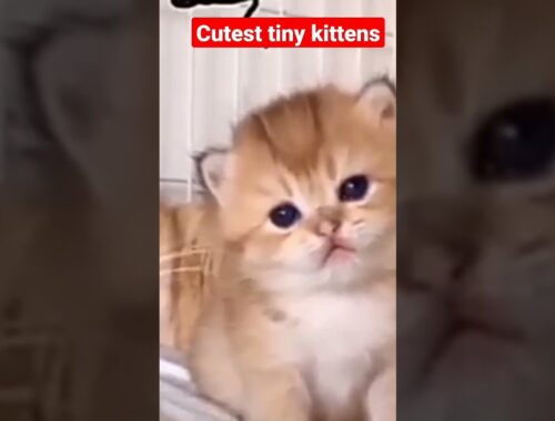 So Adorable Tiny Kittens