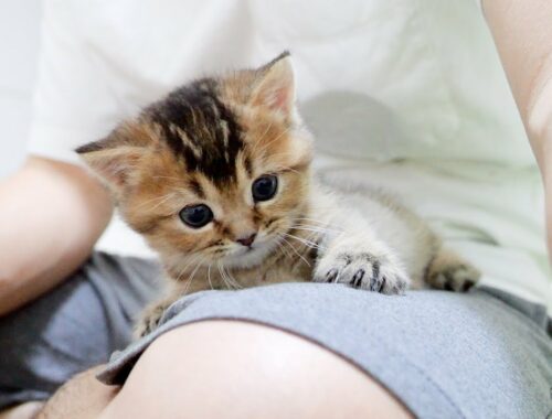 Kitten Kiki keeps falling from owner's lap