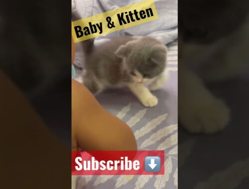 Kitten & Baby