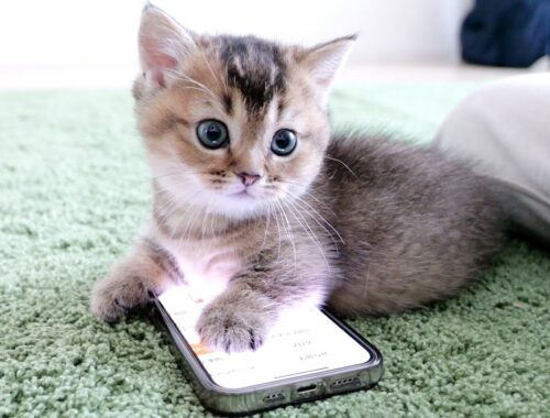 Kitten Kiki can use smartphones