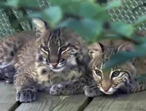 Bobcat Kittens Meet For The First Time