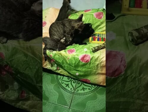 mama cat is tired she want to sleep with her kittens#shorts#cat#pets