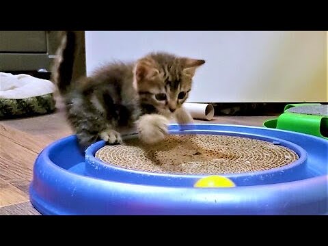 Rescued kittens ecstatic to discover toys for the first time