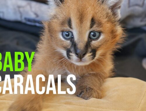 Caracal Kittens Are Growing Up Fast!