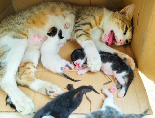 Rescue life of poor abandoned mother cat and her 5 newborn kittens