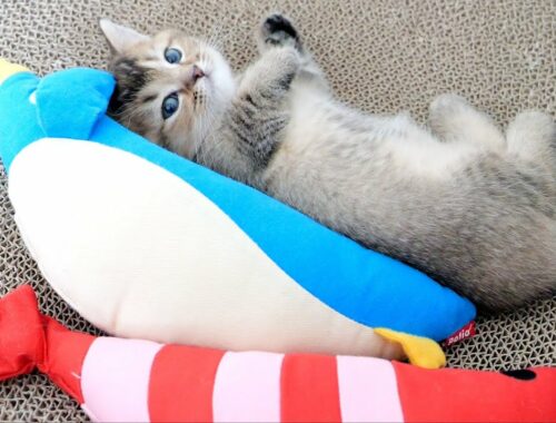Kitten sleeping with a penguin as a hug pillow