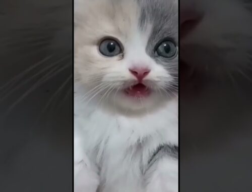 Super Cute kitten