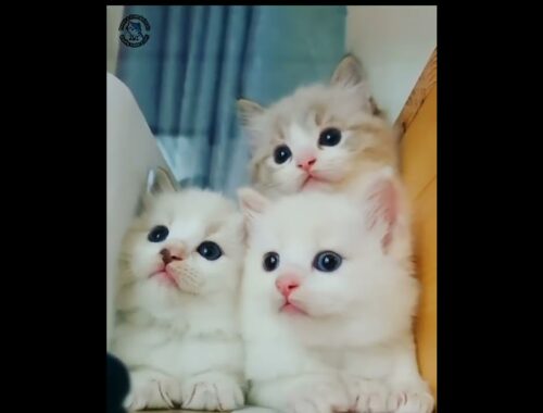 cute kittens #2
