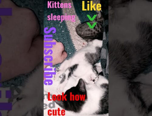 Cats, kittens living like a rock star!!! #animals #cats #kittens #shorts #youtube #algorithm #love