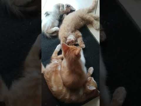 kittens playing together #shorts
