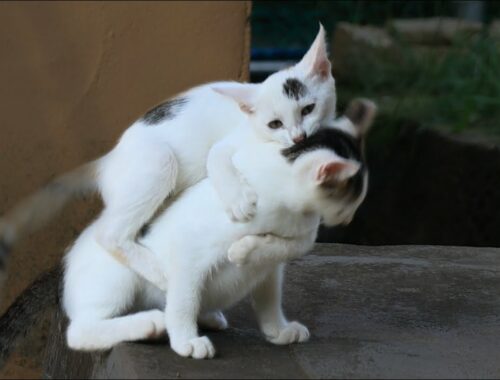 Cute kittens fighting to rank