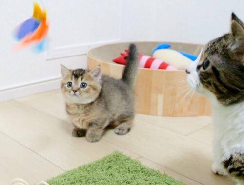What was the action taken by the daddy cat who was jealous of the kitten playing with a toy?