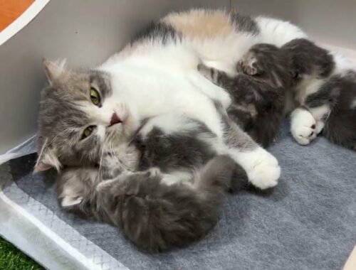 Mother cat licks and takes care of kittens.