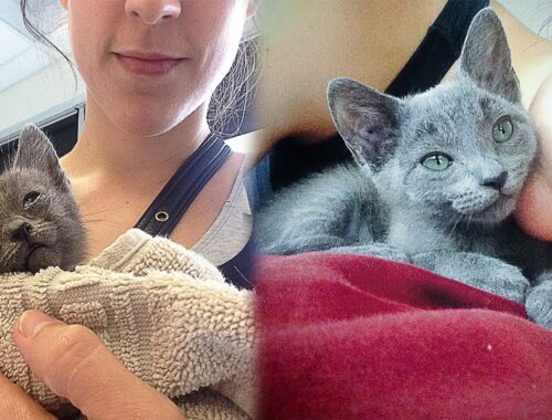 Woman Goes Out For a Run And Finds a Stray Kitten In Need Of Care